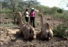 A Tale of Two Camels