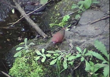 the little bird