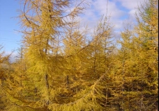 Golden Pine