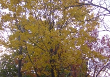 Shades of Yellow