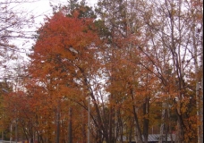 Some More Orange