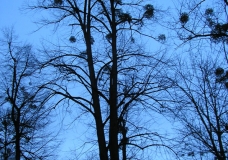 dark trees against a blue sky