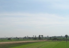 Vegetation in 'Arab-Abu-Sa'ed