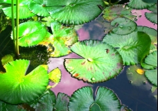 Reflection and Penetration