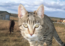 BarnKitty