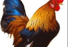 Africa Rooster Cock(Goloba)
