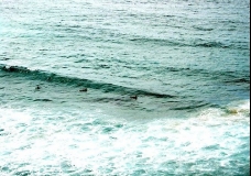 Surfers - Sydney, Australia, January 2003