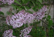 June Flowers