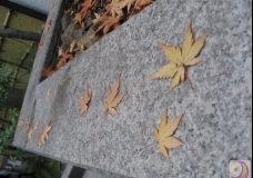 Road of Maple