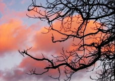 Spring Clouds Through Branches - Kremnica, Slovakia, February 2002