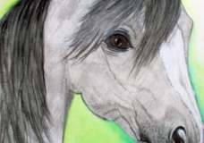 Arabian Horse