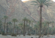 Oasis of Firan