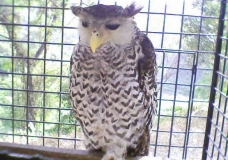 Beautiful Owl of Bandarban