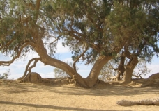 The Tree of Moses