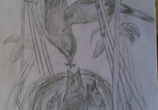 Birds 1