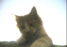 my cat