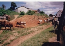Zebu Crossing