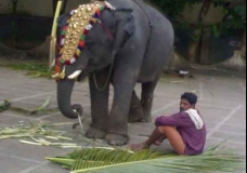 elephant and pappan (persion who drives an elephant)