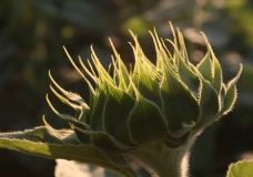 Birth of a Sunflower