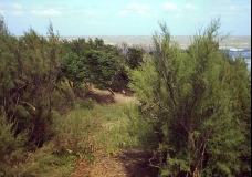 Bosque de Gesell