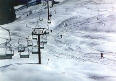 Land of Alpine tree