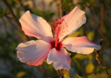 debbieh flower1