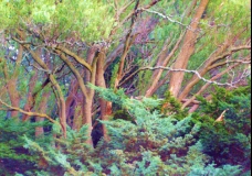 Trees In Colourful 3D, Contrast and Harmony
