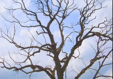 Leafless Tree