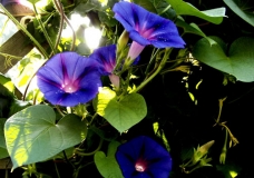 Flowers In My Garden
