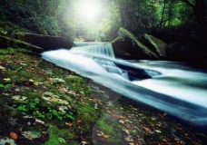 White light through the Forest