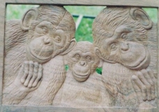 Chimpanzee family