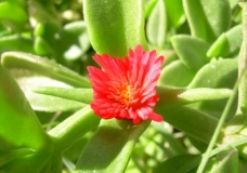 Red Flower