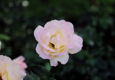 Peace Rose