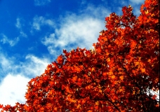Scarlet Maple Leaves - Under a Satin Blue Sky