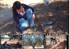 The Olive work
