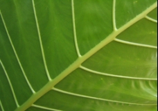 Une feuille