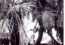 Oasis