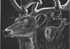 Deer