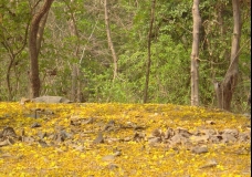 Labernums on the Forest Path