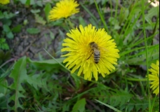 Wildbee on a wildflower
