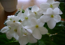 A kind of an indoor violet
