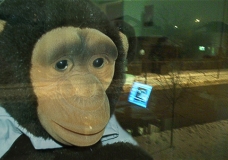Monkey in the window