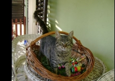 An Easter Cat