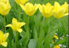 Yellow tulips and daisies