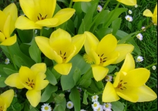 Yellow Tulips 2.