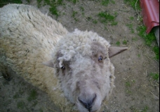 Vendel the sheep