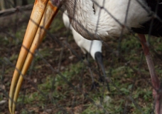 Painted Stork