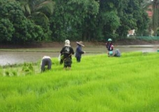 Green Sustainability