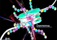 DNA DOME