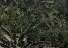 Bahariya Oases 1